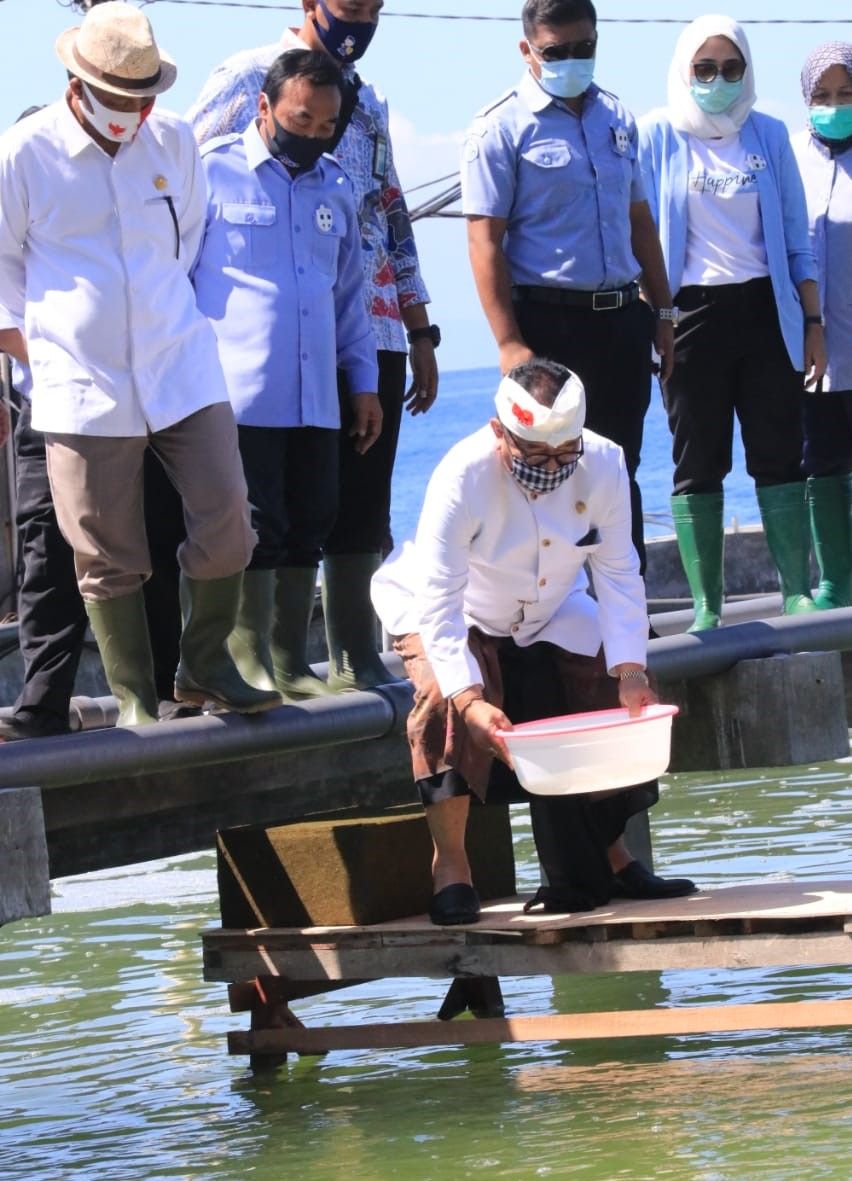 podiumnews.com-Damping Menteri KKP, Cok Ace Tabur Benur di Karangasem